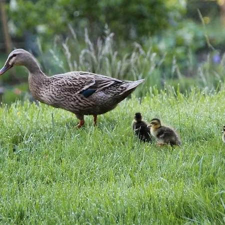 Alpenhaus Ganser-dixit Lägenhet *