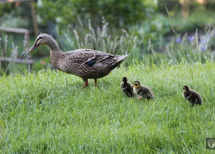 Alpenhaus Ganser-dixit 公寓 *